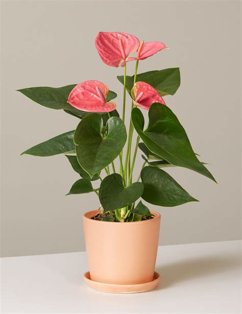 how to care for anthurium plant 8