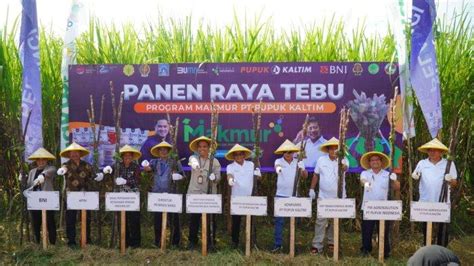 Sukses Jalankan Program Agrosolution Pupuk Kaltim Panen Raya Tebu Di