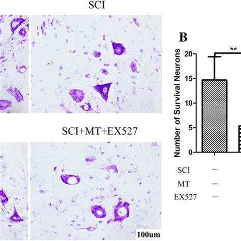 On day 14 after SCI, Nissl staining was used to detect Nissl bodies in ...