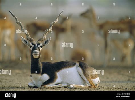 Blackbuck Male Resting Antilope Cervicapra Thar Desert Rajasthan India