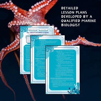 octopus  squid lesson plans  grades   high school