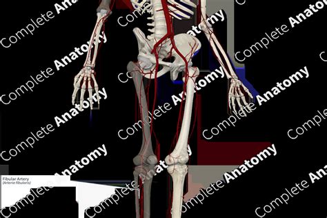 Fibular Artery Complete Anatomy