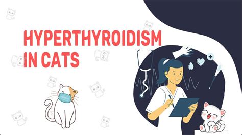 Hyperthyroidism In Cats: Symptoms & Treatment - Petmoo