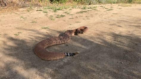 Southern California Surviving Rattlesnake Season Ensuring Yours And