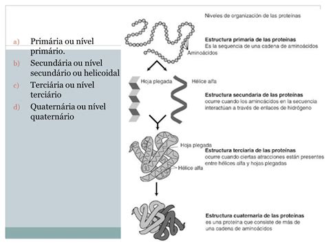 Estrutura Primária Secundária Terciária E Quaternária
