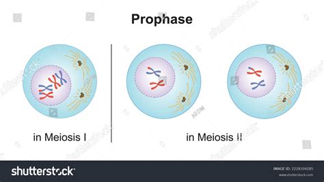 Scientific Designing Prophase Meiosis Colorful Symbols Stock Vector (Royalty Free) 2228104285 ...