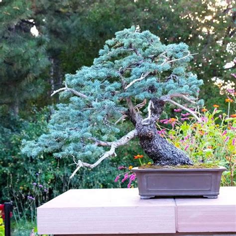 24 Best Blue Spruce Bonsai Pictures | Balcony Garden Web