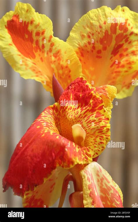 Yellow and red African arrowroot flower in Lagos, Nigeria Stock Photo ...