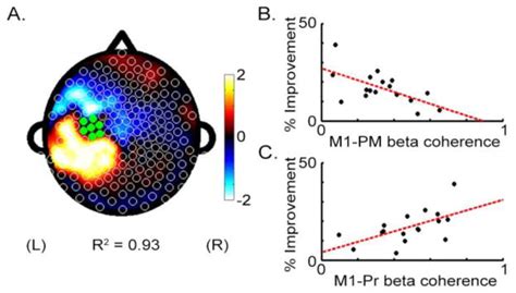 Resting State Cortical Connectivity Predicts Motor Skill Acquisition