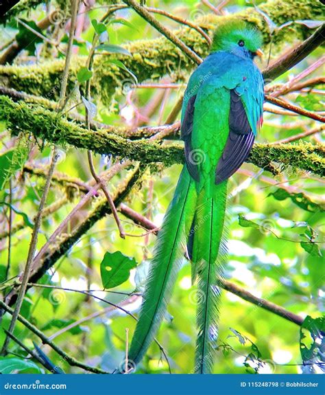 Resplendent quetzal - male stock photo. Image of tropical - 115248798