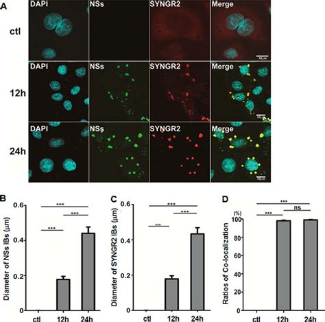 Synaptogyrin Promotes Replication Of A Novel Tick Borne Bunyavirus