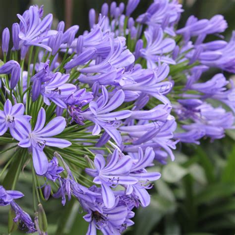 Purple Flowering Shrubs Identification