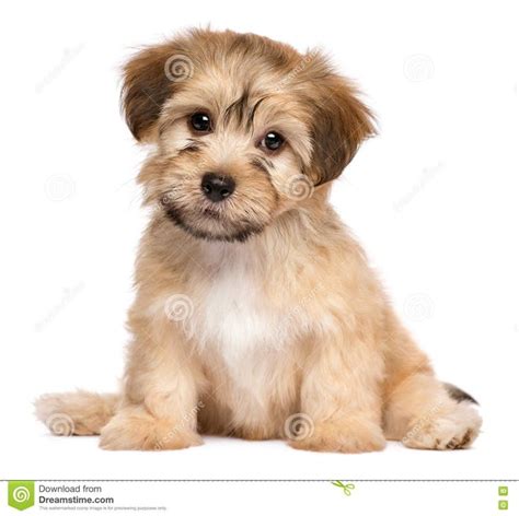 Cute Sitting Havanese Puppy Dog Schattigste Puppy Honden En Puppies