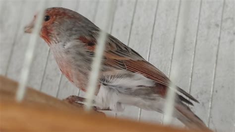 Canários Cobre Pastel Asa Cinza Mosaico Filhotes em Muda de Penas