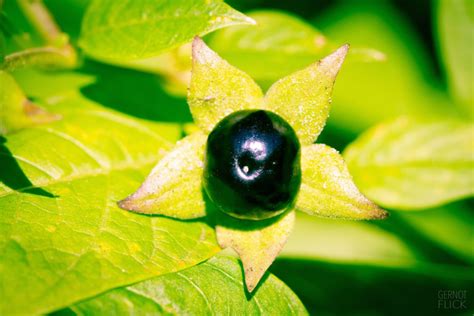 Tollkirsche Atropa Belladonna † † † Vorsicht Gesund