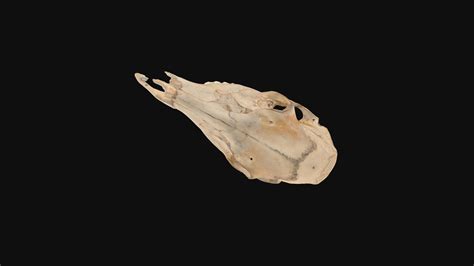 White Tailed Deer Skull Download Free 3d Model By Cditore 2001e97