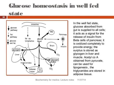 Blood Glucose Homeostasis Revised