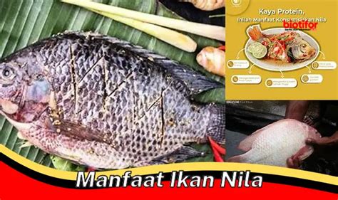 Ungkap Manfaat Ikan Nila Yang Jarang Diketahui Biotifor