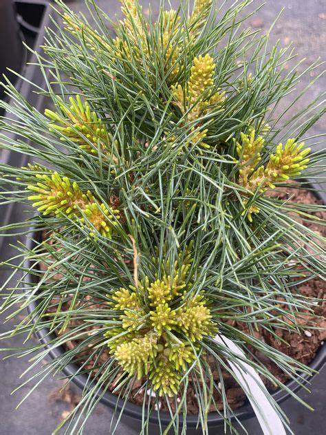 Pinus Parviflora Catherine Elizabeth Dwarf Japanese White Pine Maple Ridge Nursery