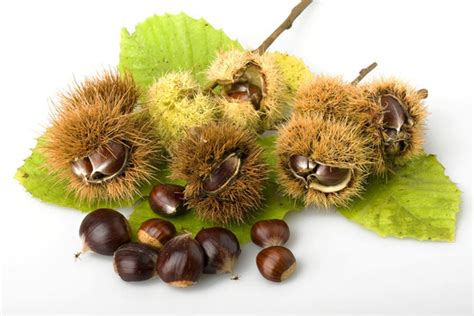 Ottobre 이미지 – 찾아보기 7,023 스톡 사진, 벡터 및 비디오 | Adobe Stock