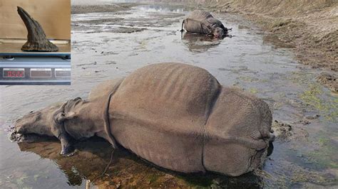 गैंडाको चोरी शिकारी बढेपछि अध्ययन गर्न टोली