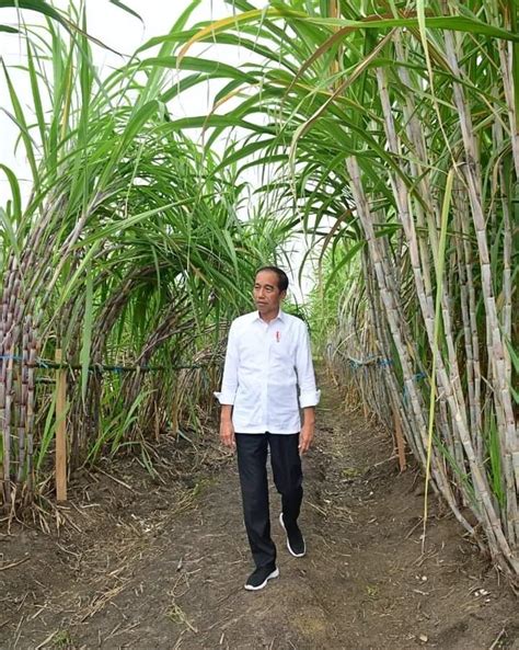 Presiden Jokowi Sebut Penanaman Tebu Di Merauke Wujud Dukungan