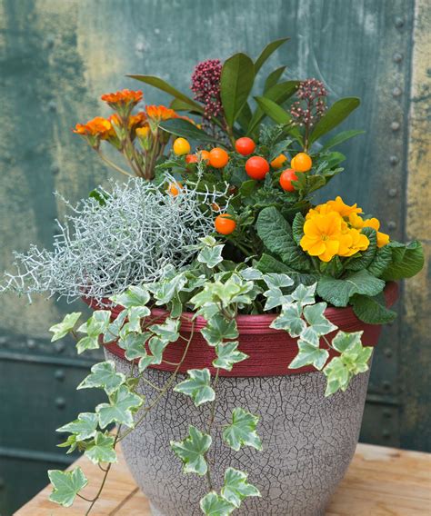 Winter Flower Pot Ideas 34 Shade Plants For Beautiful Pots