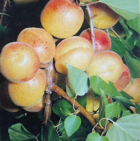 Moorpark Apricot Tree Live 4 6 Foot Tall Fruit Trees Plant Healthy Plants Orchards Farm Crops