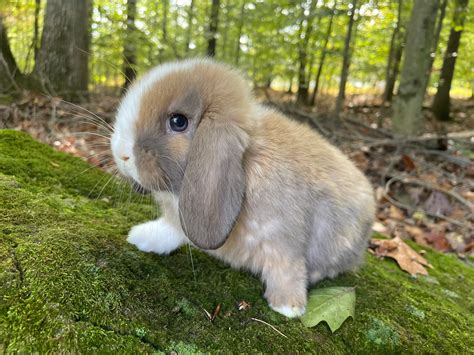About the Holland Lops
