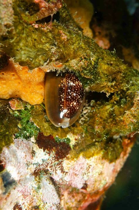 Snakehead Cowrie From North West Solitary Island New South Wales