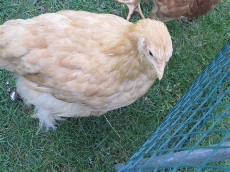 Chicks Weeks Old What Sex Backyard Chickens Learn How To Raise Chickens