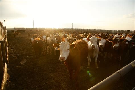 Feedlots A Big Economic Engine For Alberta Alberta Farmer Express