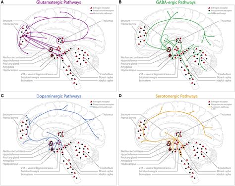 Frontiers Sex Hormones Affect Neurotransmitters And Shape The Adult