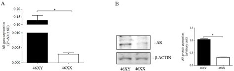 Ijms Free Full Text Sex Chromosome Related Dimorphism In