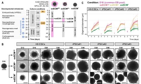 Exogenous ECM exposure influences organoid morphology and growth in the ... 