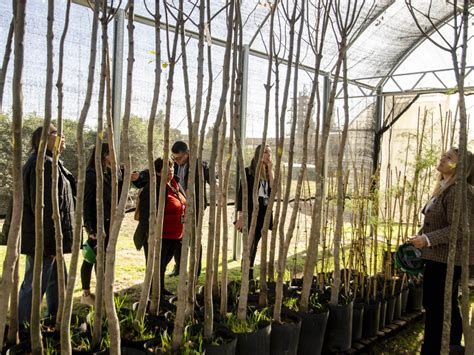 Invierten U S 150 000 Para Crear Un Vivero Para Contribuir Con