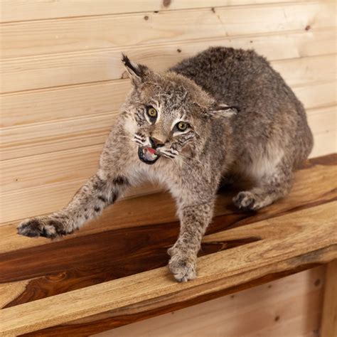 Bobcat Full Body Taxidermy Mount