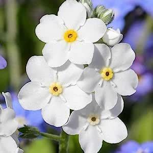 Welldales Pure White Forget Me Not Wild Flower Seeds Myosotis Self