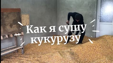 Собрал кукурузу, как сушить? Сушка кукурузы без сушылки🤔 - YouTube