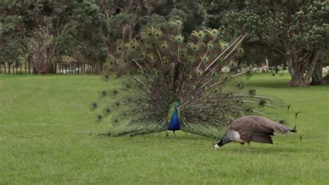 Peacock Mating Dance Display Youtube