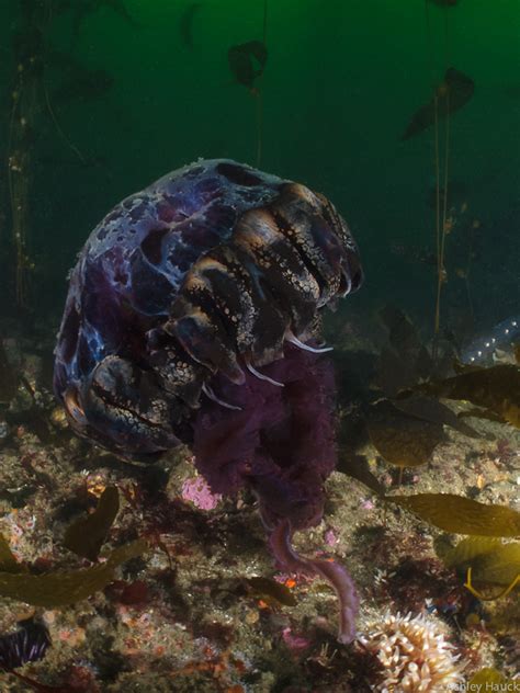 Diving with Black Sea Nettle Jellyfish in San Diego, California