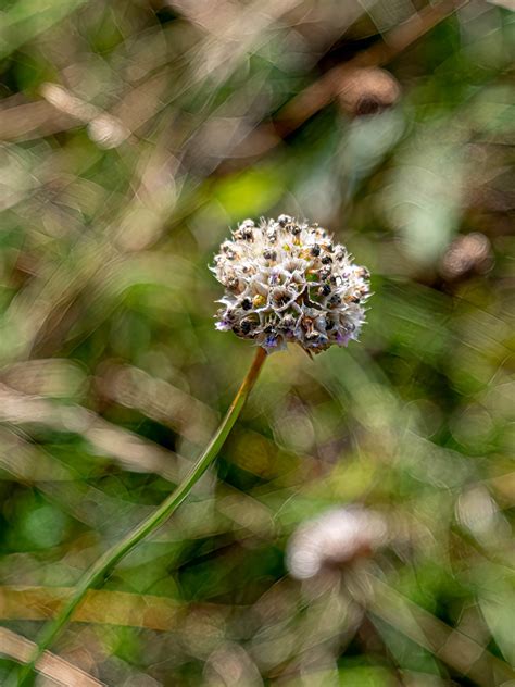 Armeria Maritima Strand Grasnelke Peter Voigt Flickr