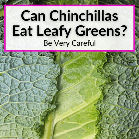 Can Chinchillas Eat Leafy Greens Be Very Careful