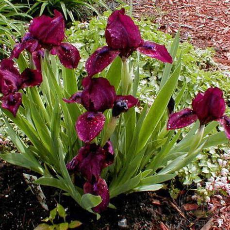 Ирис бородатый карликовый Черри Гарден (Iris Cherry Garden) купить в ...