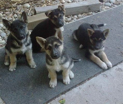 German Shepherd Husky Mix Training | PETSIDI