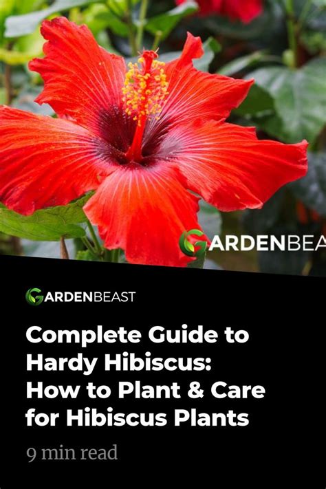 Hardy Hibiscus Guide How To Plant And Care For Hibiscus Plants In 2023