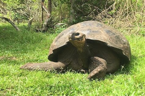 Could Climate Change Determine The Sex Of Tortoises Charles Darwin Foundation