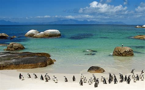 Penguin Home: Boulders Beach, Cape Town, South Africa – Travelling Colors
