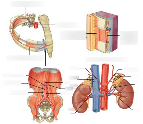 Diagram Of Arterial Supply Of The Chest Wall Abdominal Aorta Quizlet