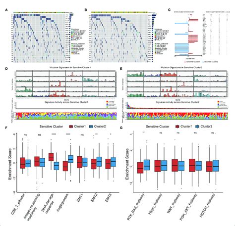 Somatic Mutations Mutational Signatures And Related Signaling